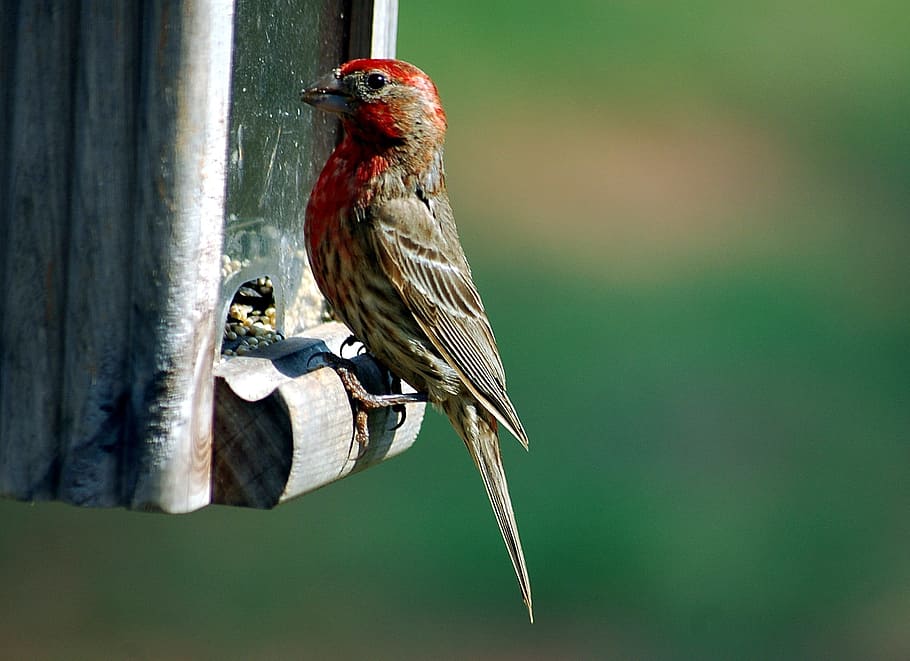 red headed finch, finch, bird, avian, wildlife, feeder, seed, beak, animal, head