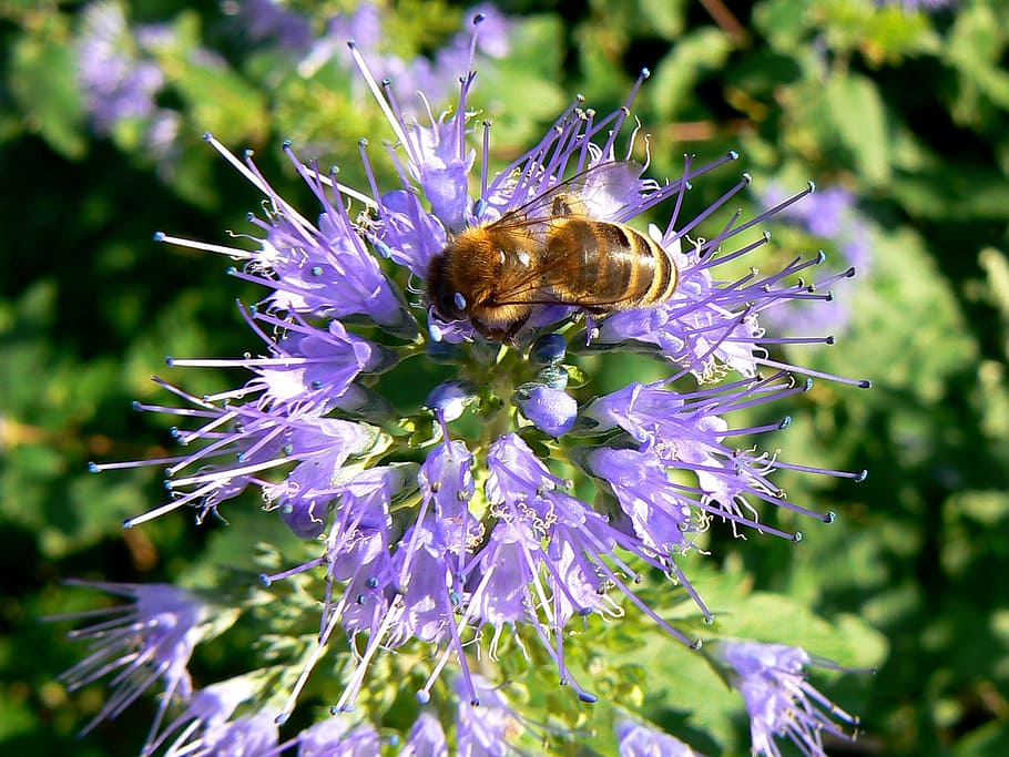 budapest, working bee, purple flower, margaret island, bee, september, flower, flowering plant, invertebrate, beauty in nature