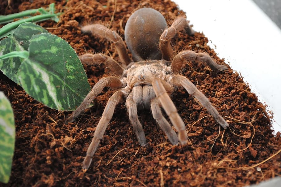 tarantula, spider, arachnid, danger, insect, fear, scary, spooky, poisonous, wild