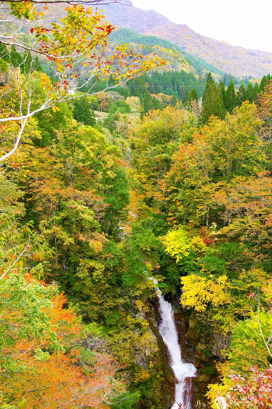 Japón, municipio de akiyama, cascada de hebifuchi, hojas otoñales, bosque de hoja ancha, valle, cascada, región inexplorada, paisaje, belleza en la naturaleza