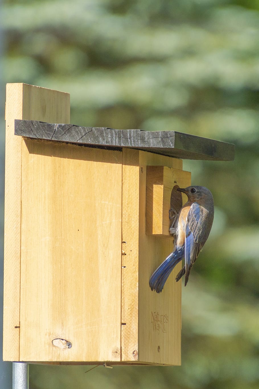 bluebird, birdhouse, perch, box, avian, nest, bird, wood - material, focus on foreground, day