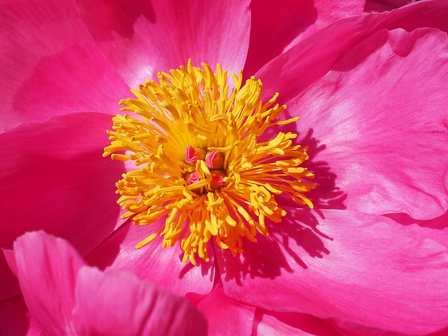 macro photography, yellow, petaled flower, pink, petal, peony, blossom, bloom, stamen, flower