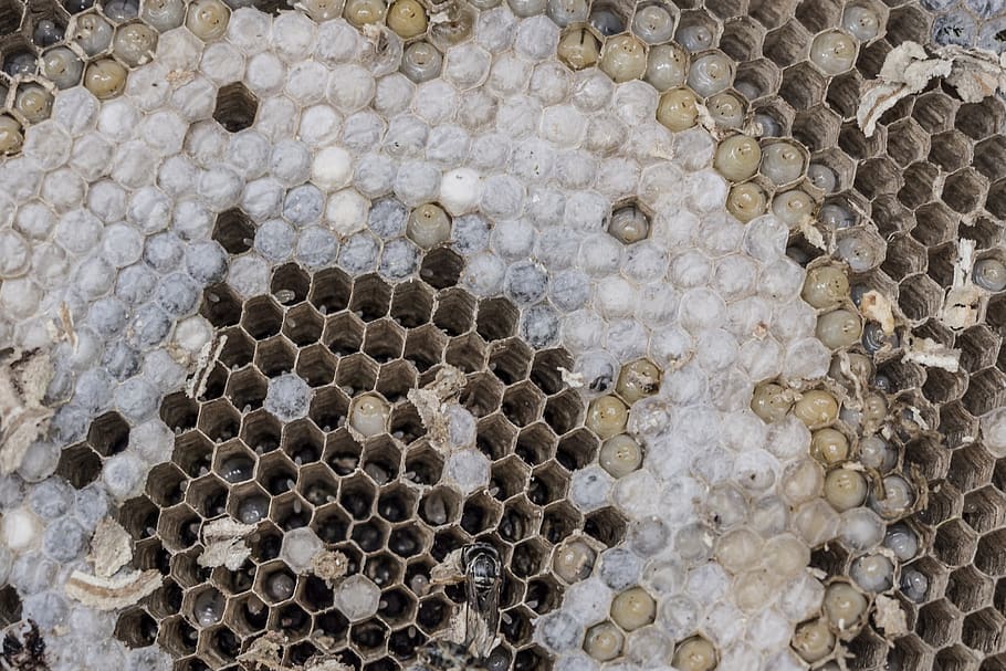 the hive, wasps, combs, larvae, development, hexagon, insect, wasps dwelling, honeycomb, apiculture