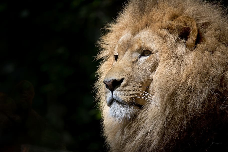 low, light photography, lion, head, wild, africa, african, felines, zoo, fauna
