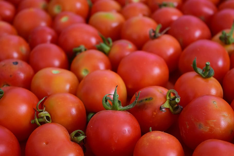 Tomatoes, Background, Frisch, red, organic tomatoes, bush tomatoes, many, quantitative, nutrition, vegetables