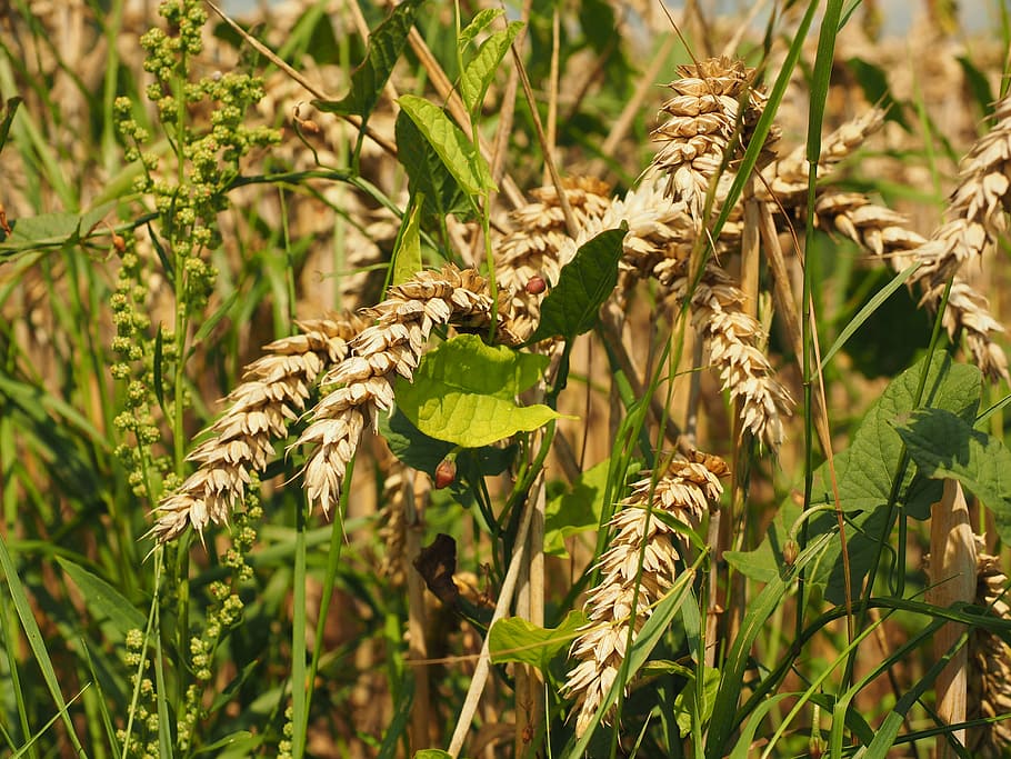 wheat, spike, cereals, grain, field, wheat field, cornfield, plant, eat, food