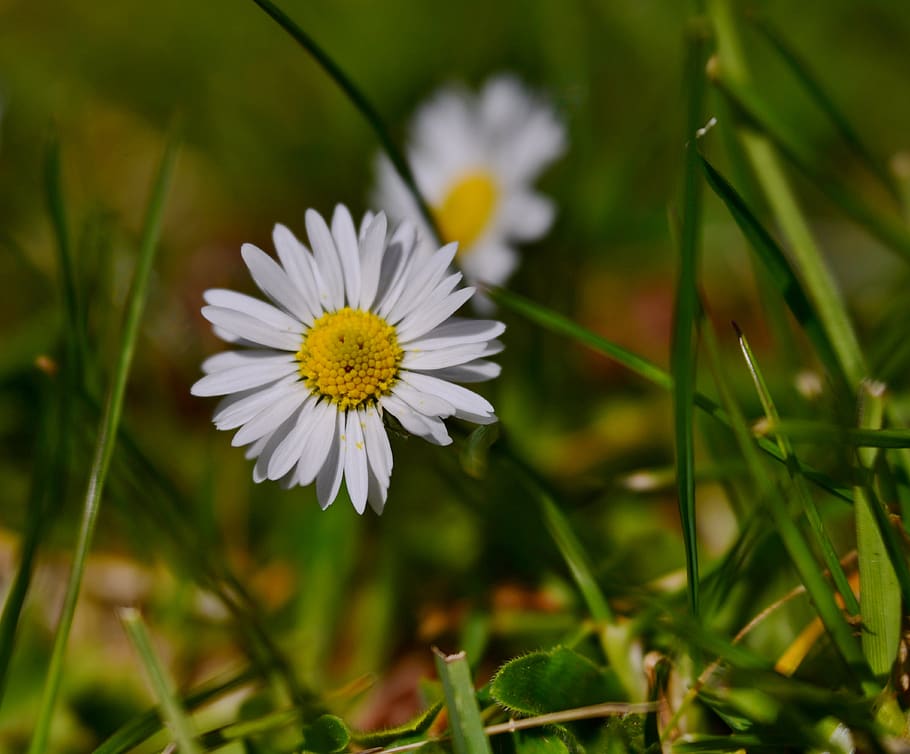 daisy, flower, daisies, petals, white, yellow, heart, flora, flowering plant, plant