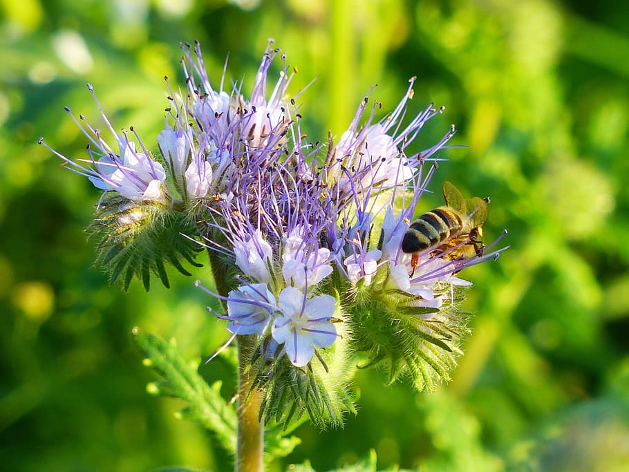 lebah madu bertengger, putih, bunga petaled, siang hari, phacelia, lebah, mekar, bunga berumbai, violet, tanaman peternak lebah