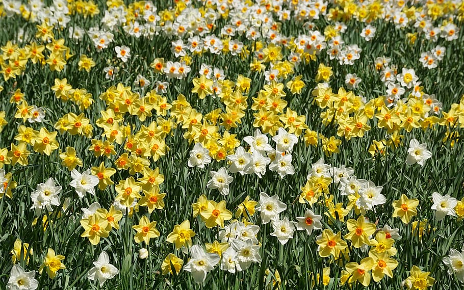 white, yellow, petaled flowers, daytime, daffodils, flowers, many, flower, nature, plant