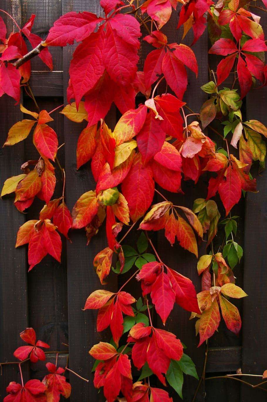 autumn, fall foliage, golden autumn, leaves, colorful, red, orange, flora, background, vine