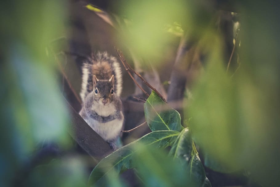 squirrel on plant, nature, leaves, green, woods, forest, squirrel, animal, wildlife, animals In The Wild