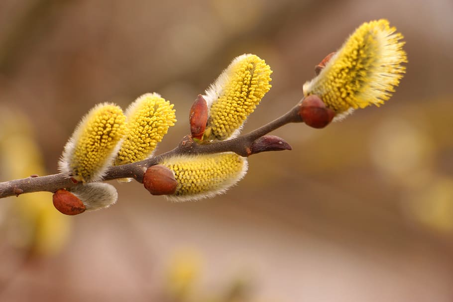 yellow, pollen, selective, focus photography, pussy willow, spring, nature, branch, macro, blooming