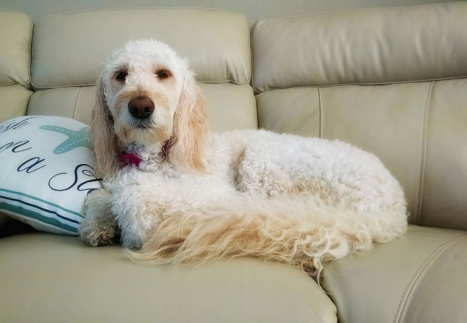 white, poodle, resting, sofa, dog, sit, domestic, pet, mammal, cute