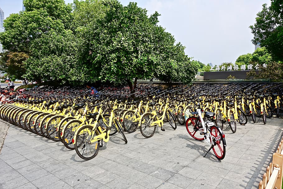 bicycles, rental, yellow, many, china, lines, tree, plant, in a row, nature