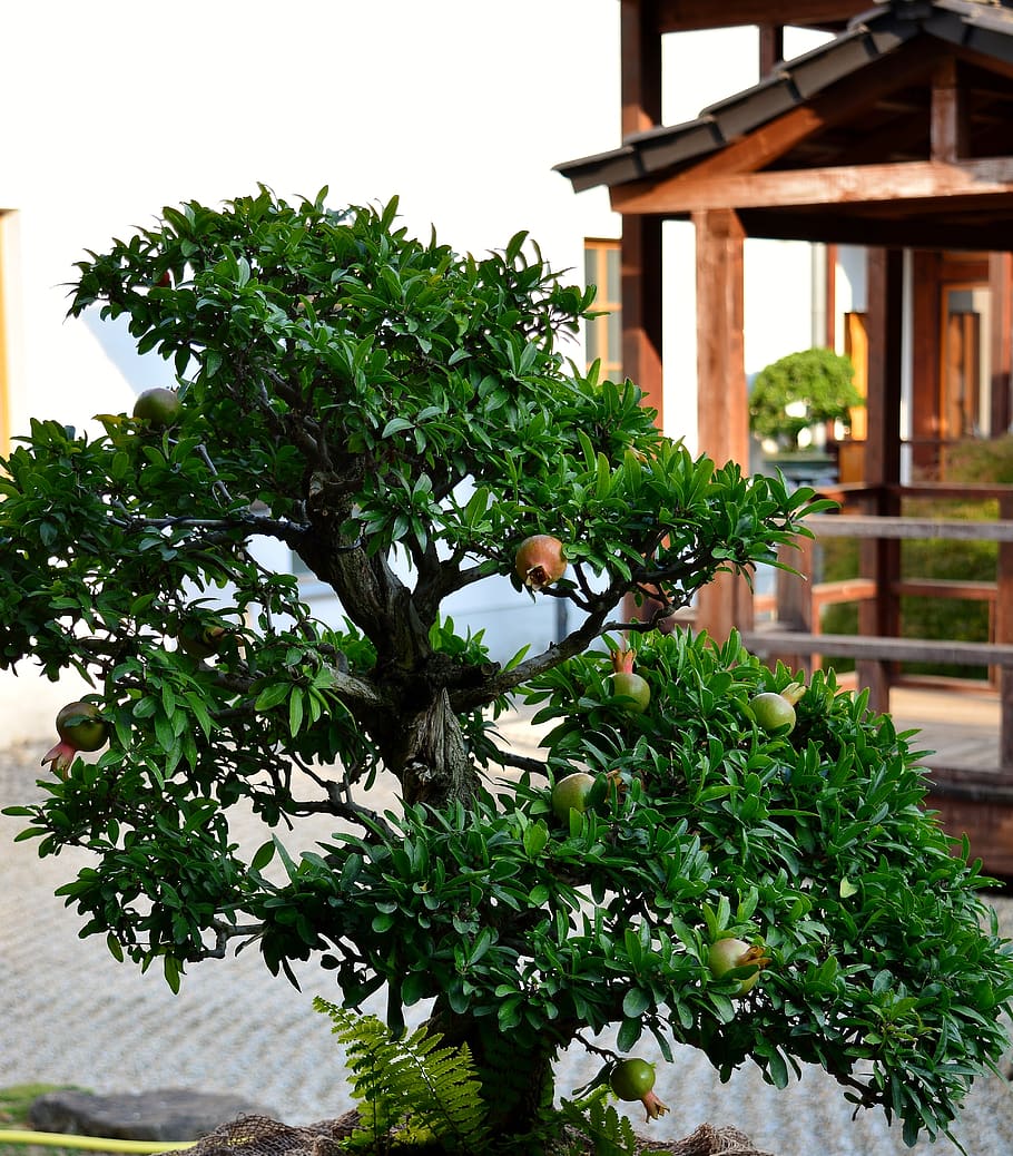 bonsai, granado, jardín japonés, planta, crecimiento, color verde, árbol, arquitectura, hoja, naturaleza