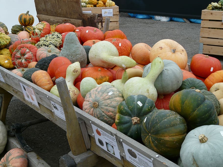 Kür, Bite, Varieties, Pumpkins, kür bite variedades, venta, mercado, verduras, alimentos y bebidas, alimentos
