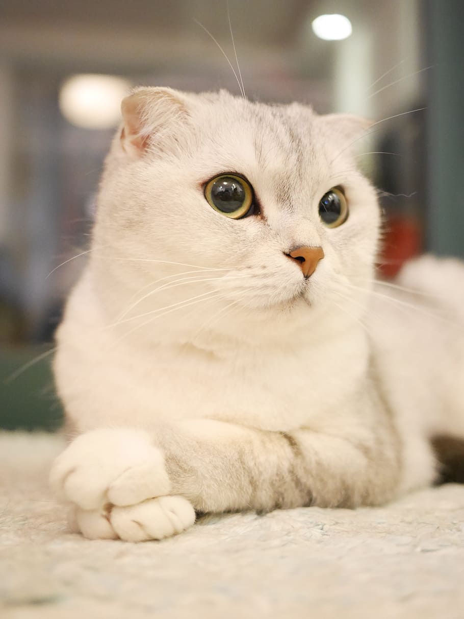 gato blanco acostado, Scottish Fold, gatos, mascotas, animales, gatos Scottish Fold, gato doméstico, animales domésticos, un animal, mirando a la cámara