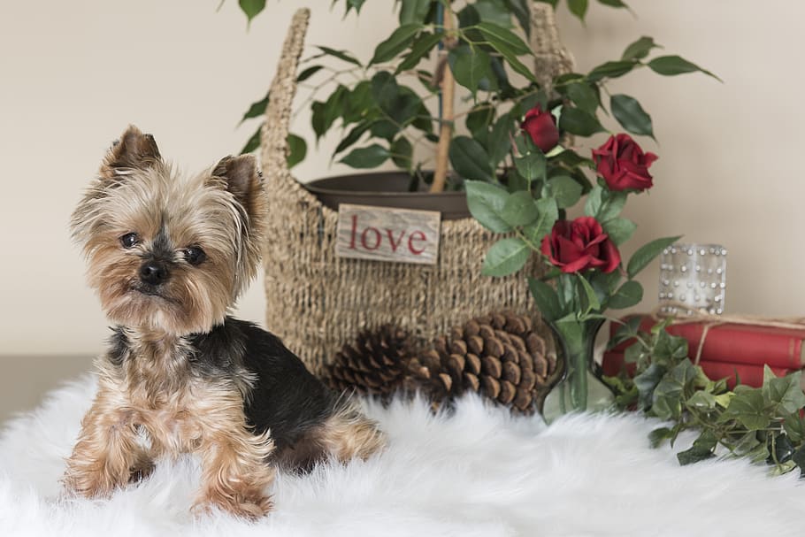 black, tan, yorkshire terrier puppy, wicker basket, red, roses, little, domestic, animal, cute