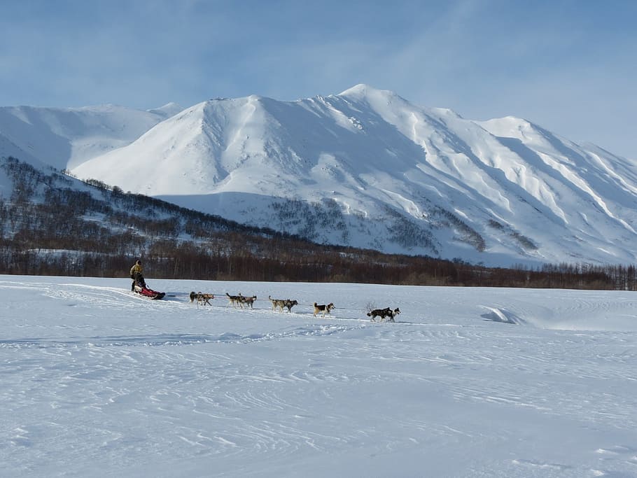 犬, ライカ, ハスキー, レース, そり, 犬そりレース, 男の親友, 冬, 雪, 競争