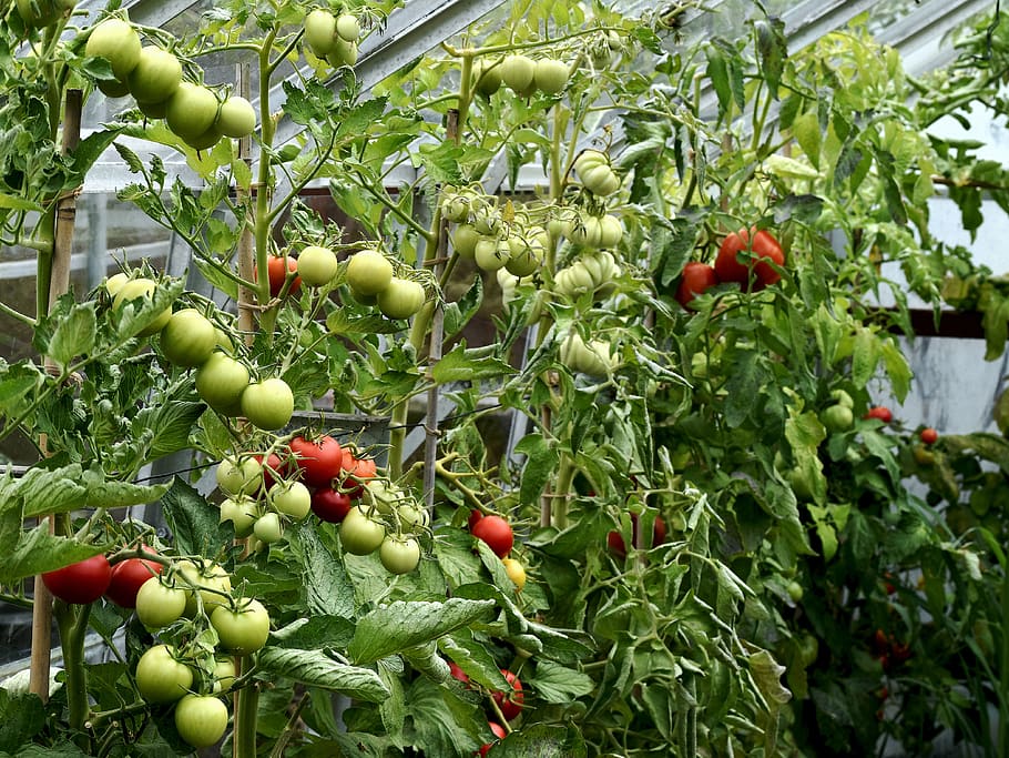 tanaman, rumah kaca, tomat, pematangan, makanan dan minuman, makanan, makan sehat, buah, pertumbuhan, warna hijau