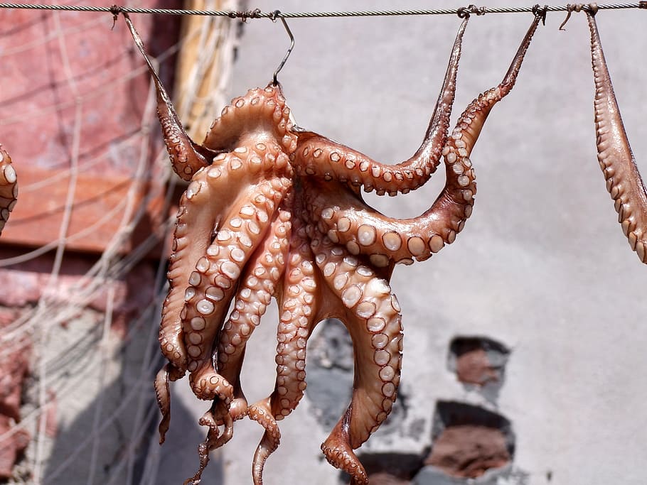 brown, octopus, hanged, cable, squid, fish, meeresbewohner, dry, delicious, greece
