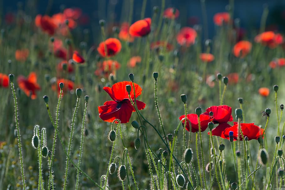 red petal flowers, poppies, flowers, nature, summer, netherlands, flower, flowering plant, plant, growth