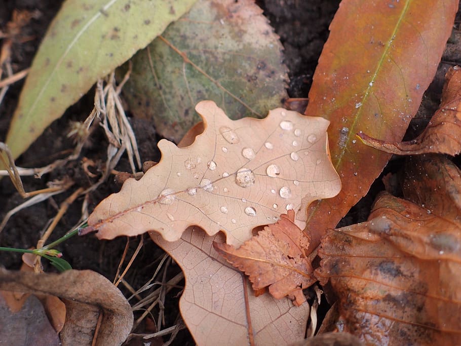 sheet, oak, autumn, rosa, oak leaf, brown leaf, dry leaves, nature, leaflet, forest
