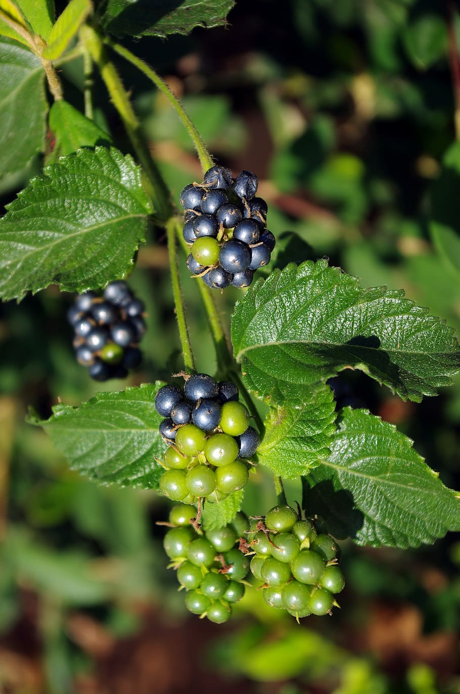 Lantana Fruit Fruiting Seeds Clusters Black Berries Toxic Botany Leaves Pxfuel