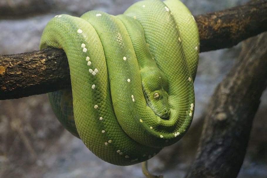 python pohon hijau, kebun binatang, tutup, tema binatang, satu hewan, satwa liar, reptil, hewan, ular, pohon