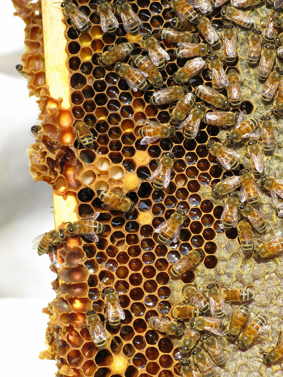 honey bees, insect, social insect, hive, bees, beehive, bee, apiculture, honeycomb, invertebrate