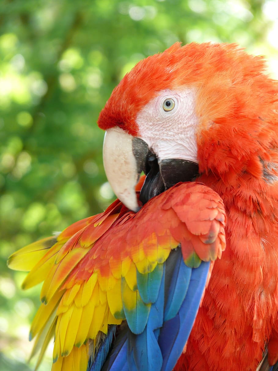 parrot, ara, bird, animal, macaw, nature, beak, wildlife, red, pets