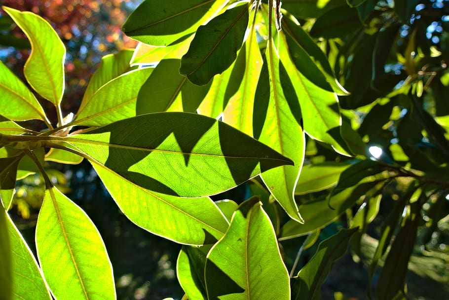 hojas, verde, sol, costillas, sombras, iluminación retro, transparencia, hoja, parte de la planta, crecimiento