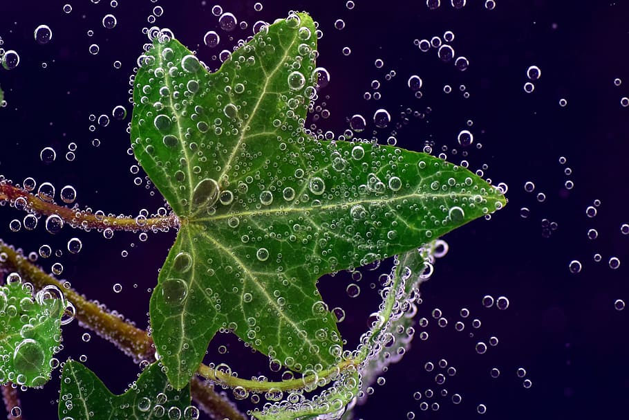 green, leaf, bubble hd wallpaper, Ivy, Underwater, Soluble, ivy underwater, water, blubber, vesicle