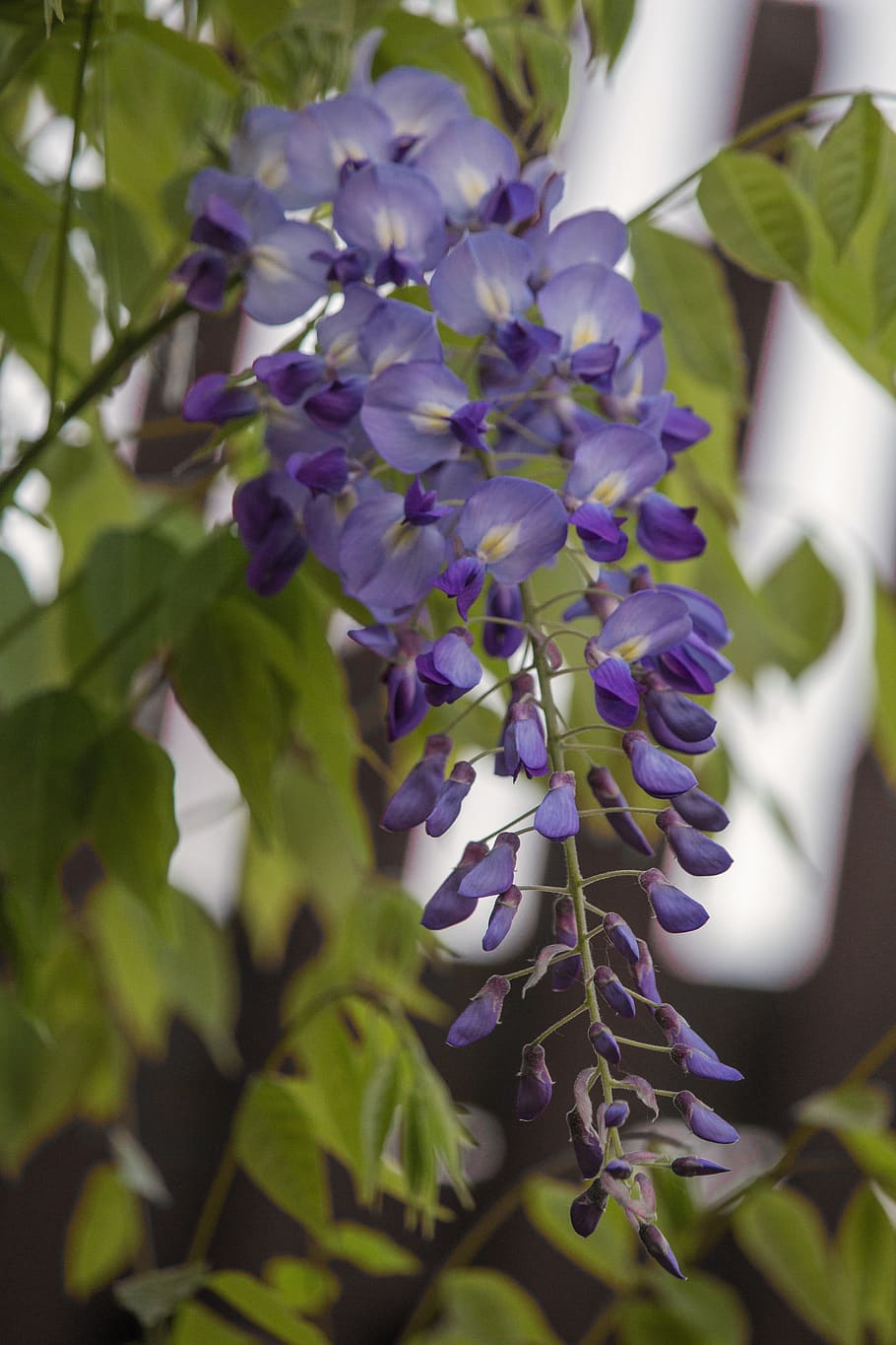 lluvia azul, flor, bloom, púrpura, azul, planta trepadora, planta,  naturaleza, hoja, jardín | Pxfuel