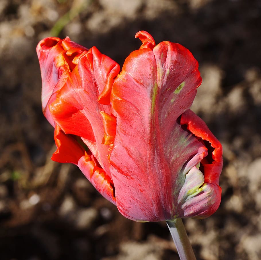 tulipán, tulpenbluete, cría, fallido, cerrado, flor, floración, copa de tulipán, rojo, cerrar