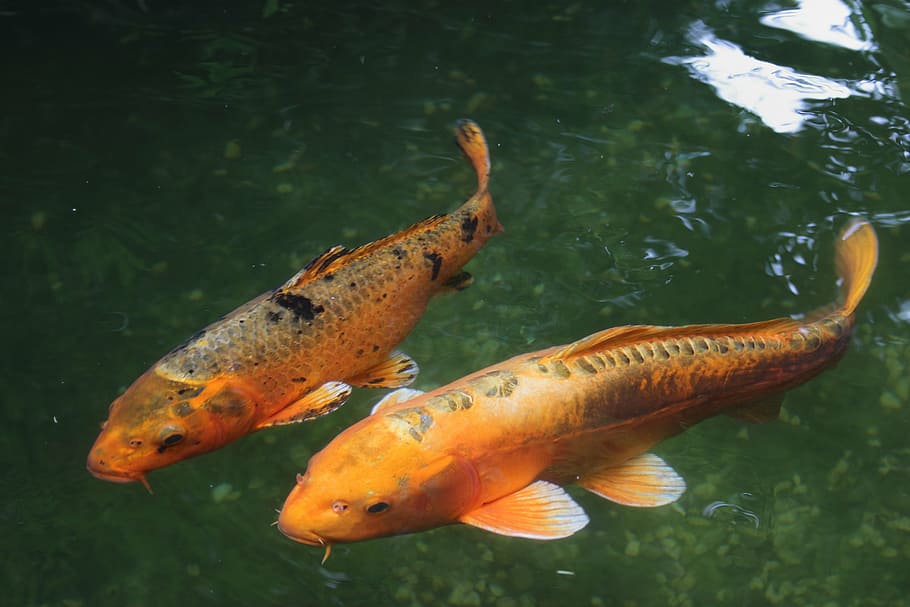 orange koi fishes, koi, fish, water, freshwater fish, fish thick, wet, swimming, group of animals, animals in the wild