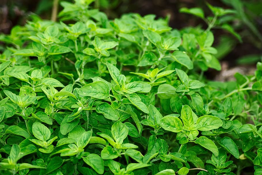 tanaman selasih, oregano, rempah-rempah, herbal aromatik, mediterania, herbal kuliner, dapat dimakan, tanaman, warna hijau, makanan