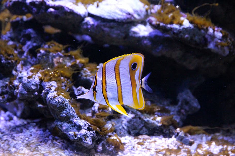 white, yellow, tang fish, butterfly fish, chelmon rostratus, tweezers, fish, animals, sea ​​fish, undersea world