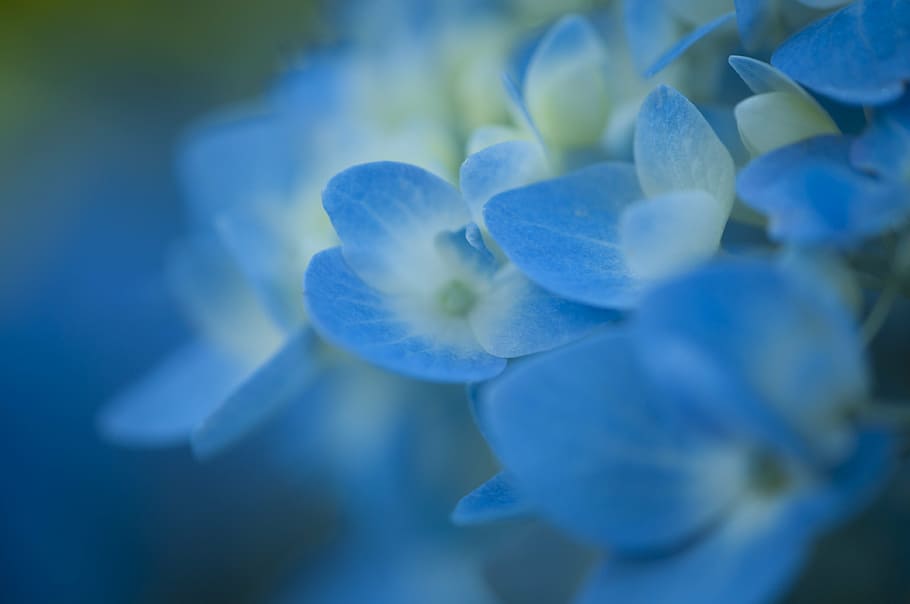 Fotos flores de hortensias blancas y moradas libres de regalías | Pxfuel