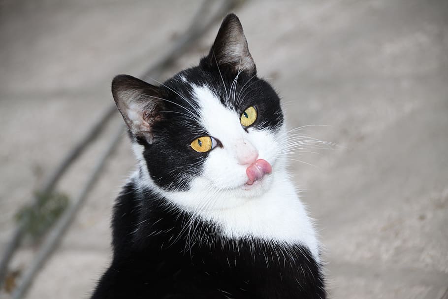 selective, focus photography, tuxedo cat, showing, tongue, cat, feline, animal, cat eyes, domestic animal
