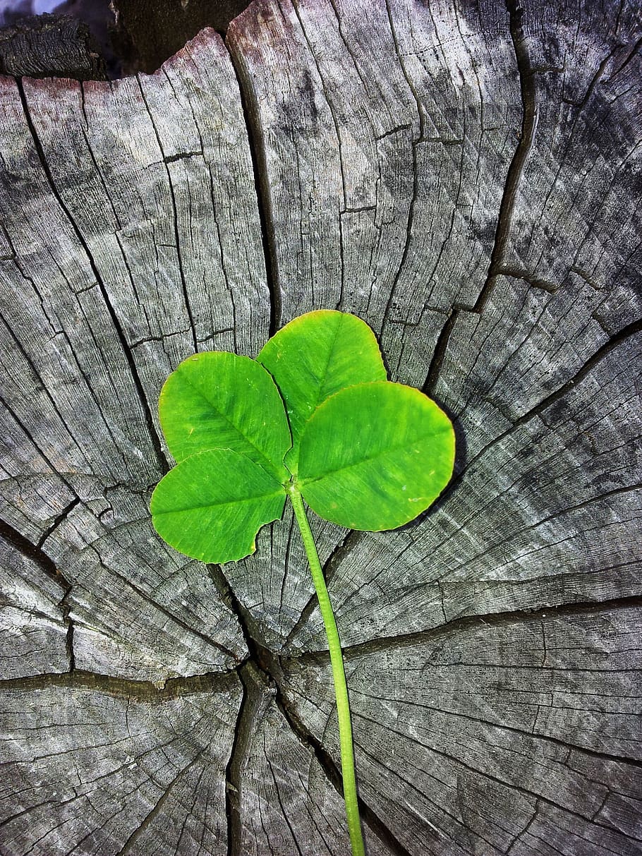 close, green, leaf, four leaf clover, luck, lucky charm, shamrocks, vierblättrig, lucky clover, klee