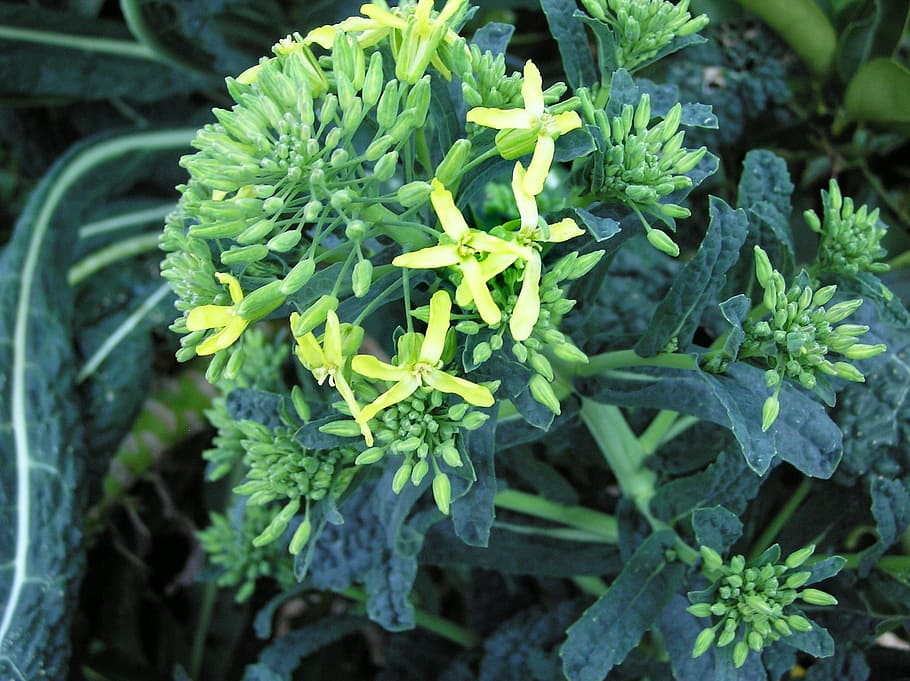 kale, vegetable, flowering, buds, green color, growth, freshness, plant part, leaf, plant