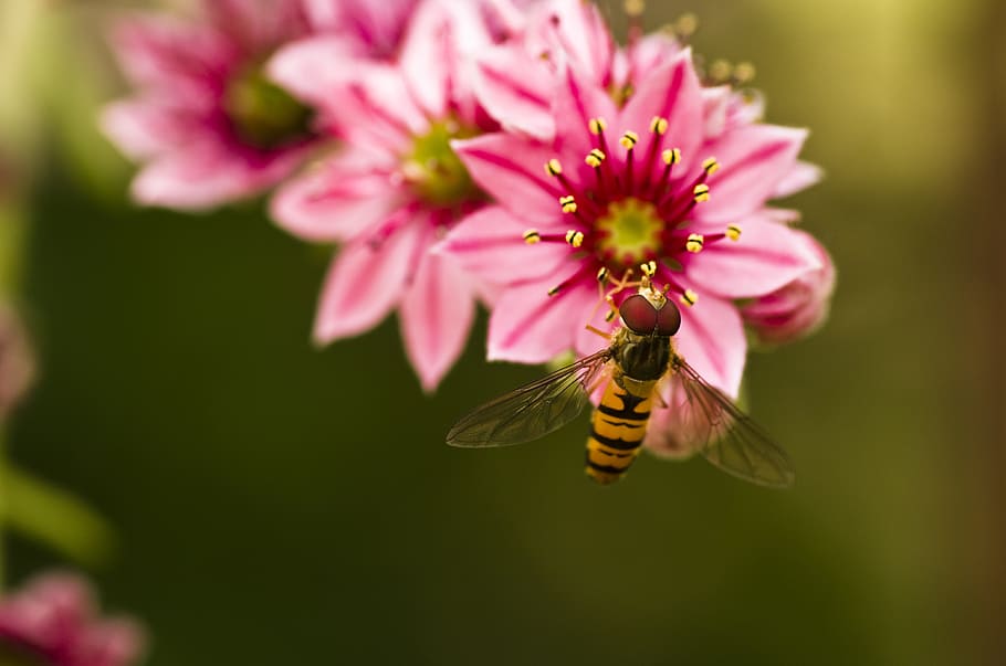 hoverfly, houseleek, taman, mekar, merah muda, mimikri, serangga, bunga, tanaman berbunga, hewan