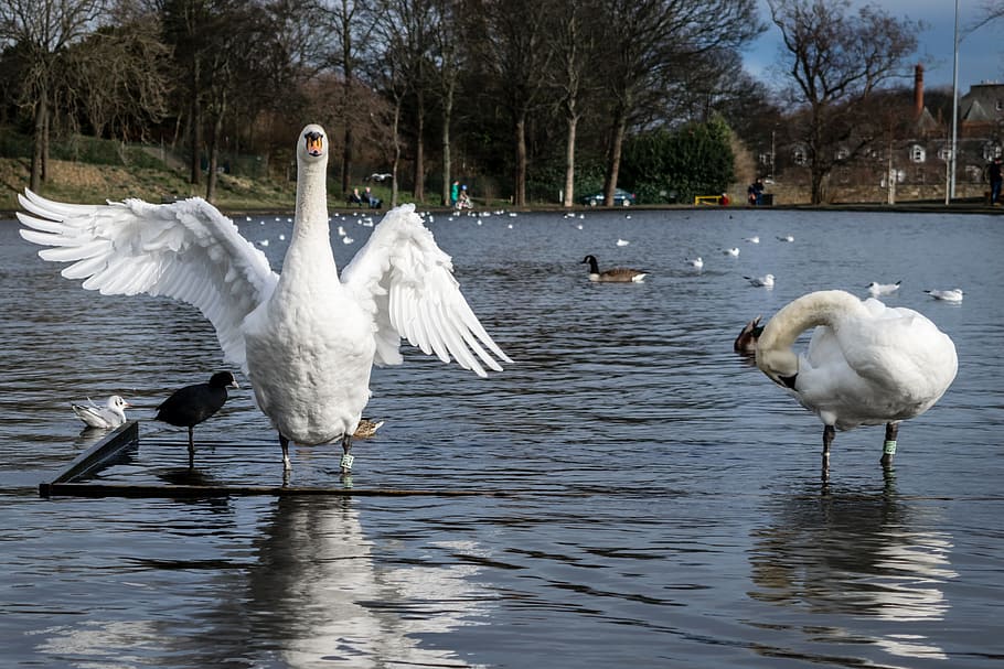 Swans, Pond, Lake, Stretching, Wing, water, bird, nature, wildlife, animal