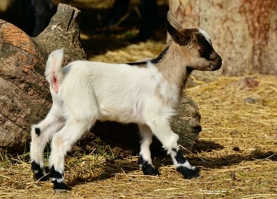 branco, marrom, cabra, cinza, tronco de árvore, cabra jovem, animal jovem, criança, fazenda, cabra pequena