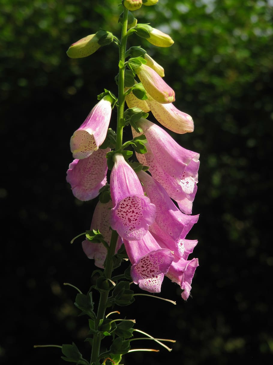 指ぬき シソ科 ジギタリス 有毒 植物 成長 開花植物 自然の美しさ 花 ピンク色 Pxfuel