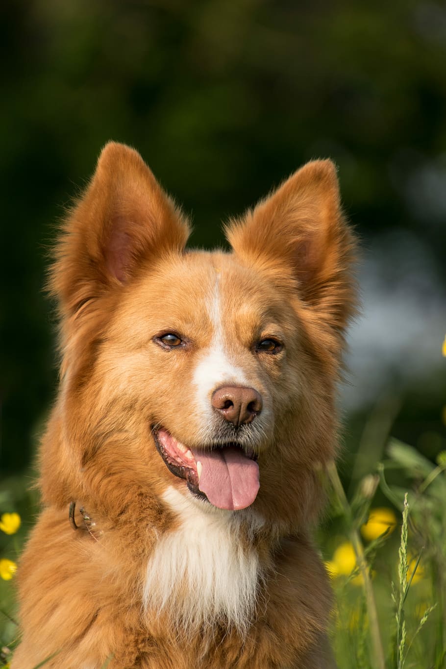 finnish spitz, showing, tongue, staying, flower field, dog, portrait, animal, meadow, one animal