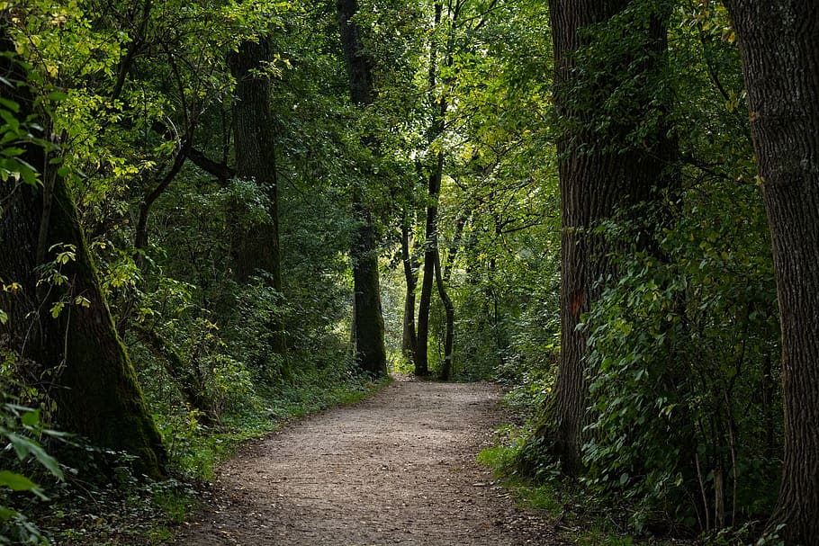forest, away, forest path, nature, trees, trail, mood, green, atmosphere, magic
