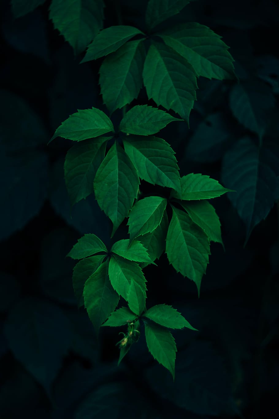 ovate, green, leafed, plant, leaf, dark, blur, nature, green color, growth