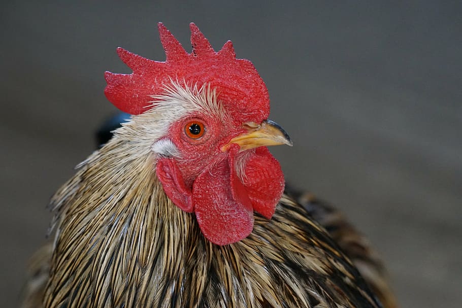 close-up photo, red, black, rooster, chicken, bantam, zwergcochin, species, hahn, bird